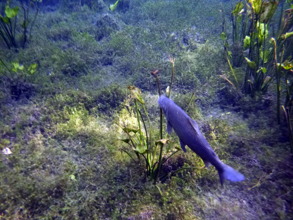 Fisch im Aquário Natural Baía Bonita