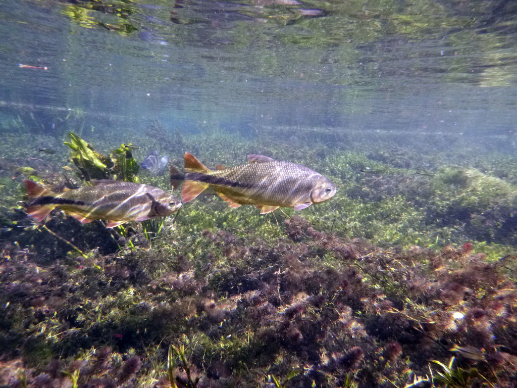 Fische im Aquário Natural Baía Bonita