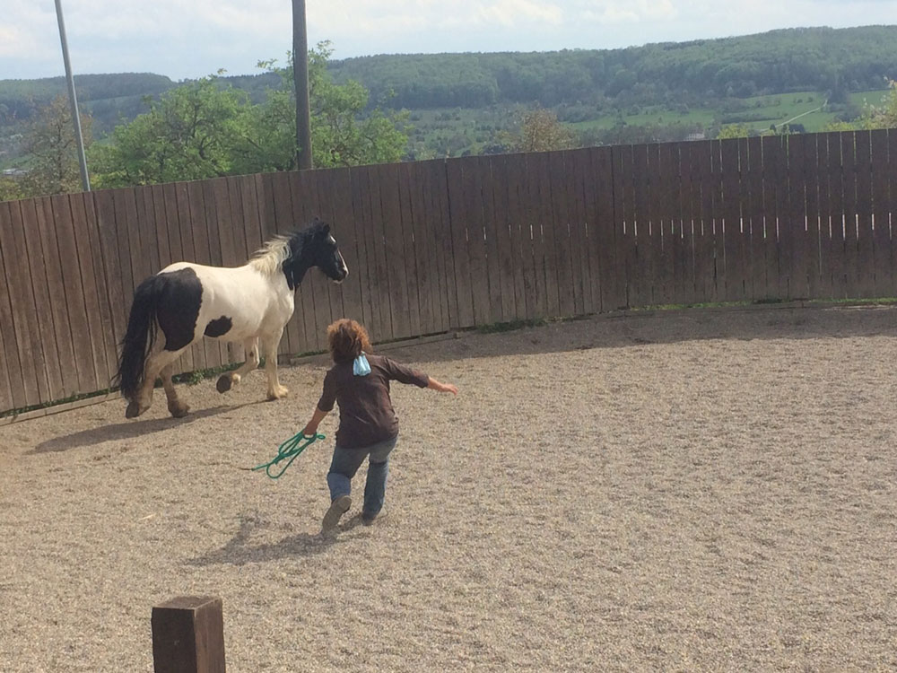 t2-Pferd-schicken
