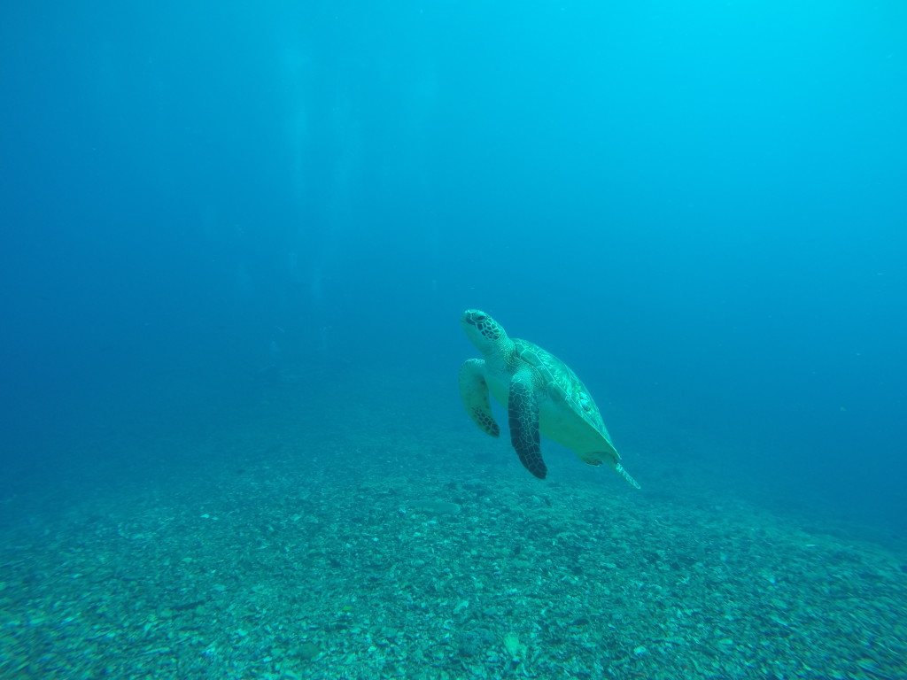 DCIM100GOPROGOPR0145.