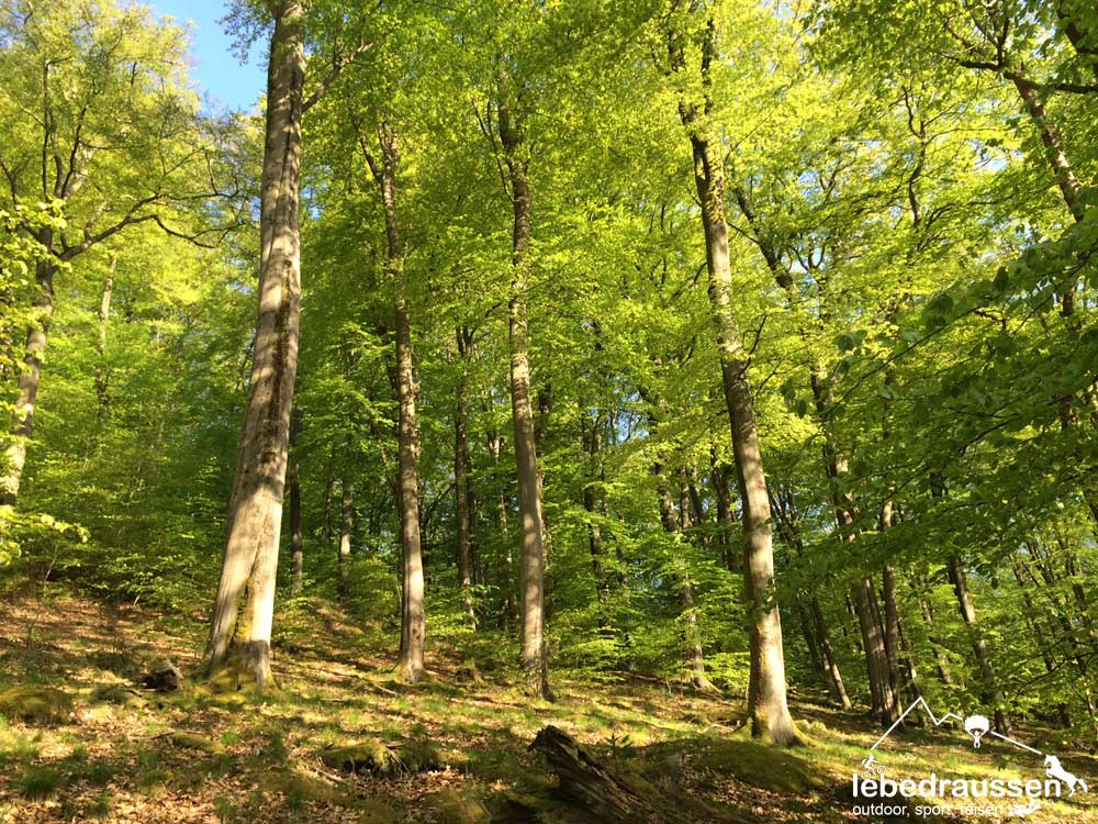 Im Wald lässt sich ganz bei sich sein.
