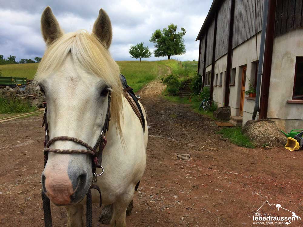 Bobby voller Vorfreude auf den kleinen Ausritt