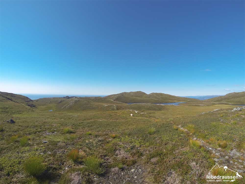 Misstrauische, scheue Schafe :D