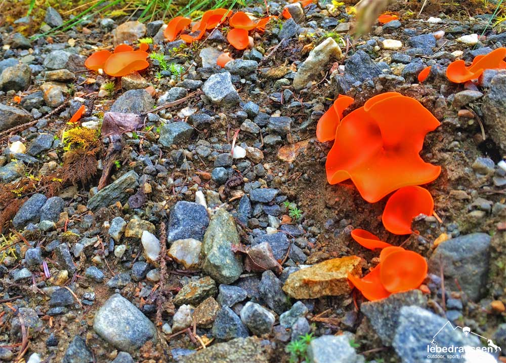 Pilze auf der Great Glen Way High Route