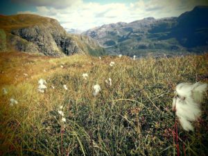 Lustige Wollblumen