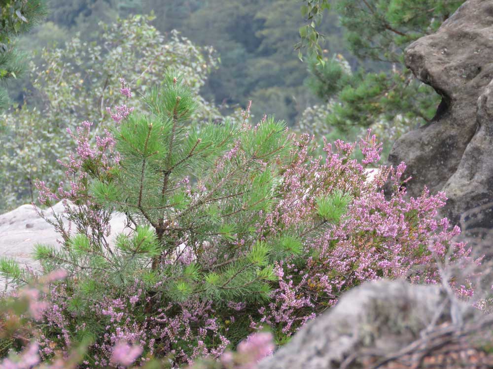 Elbsandsteingebirge Sächsische Schweiz