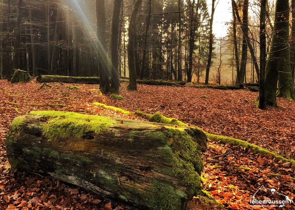 Sonne im Wald Offizierspfad