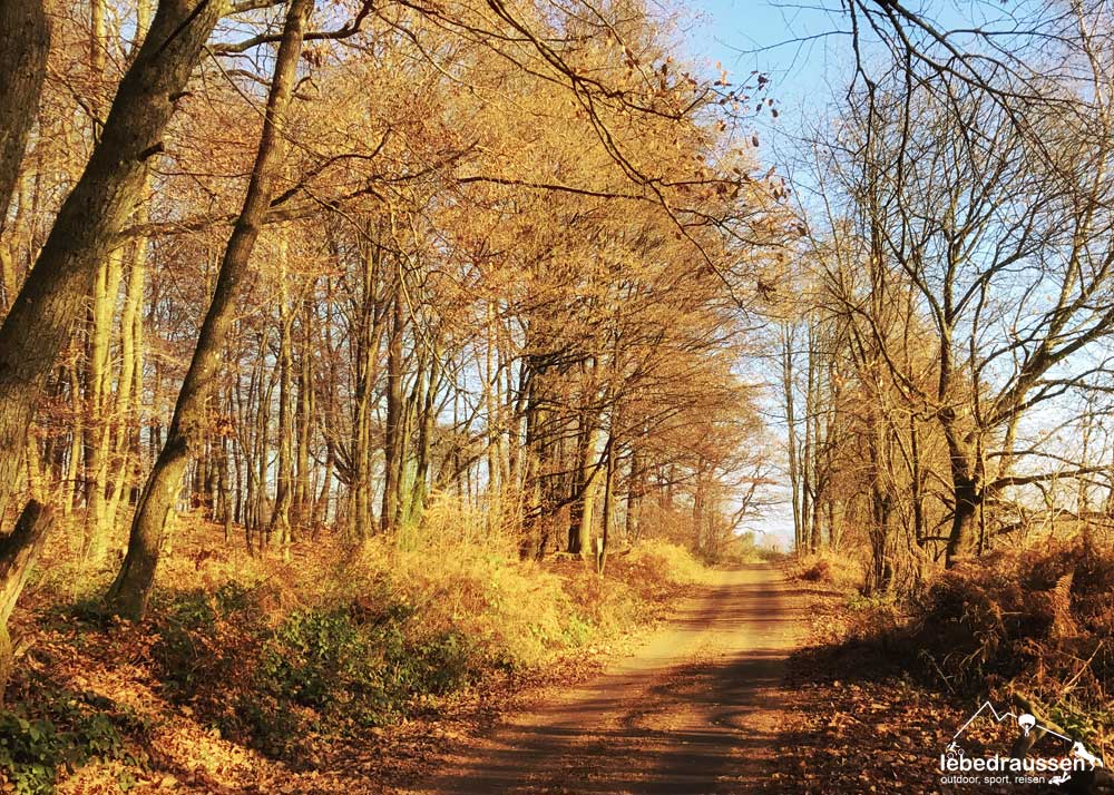 Waldweg Offizierspfad Imsbach