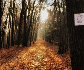 Tafeltour Offizierspfad Imsbach