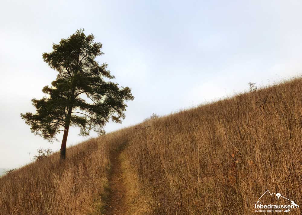Wanderweg Mosel