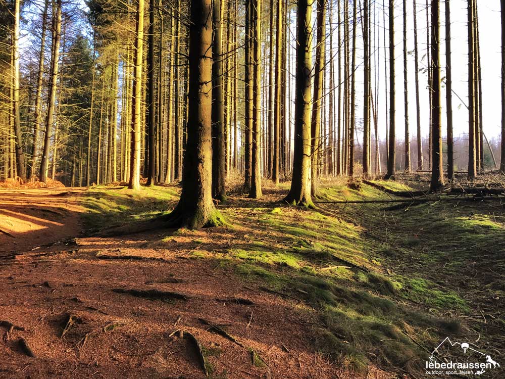 Waldpfad Premiumwanderweg Offizierspfad