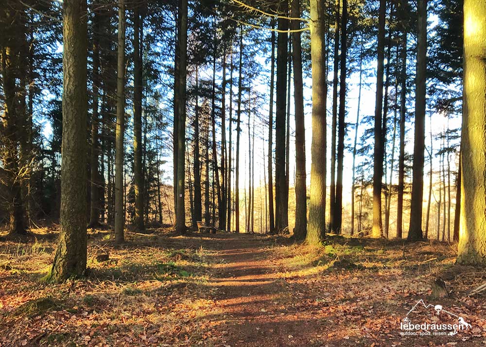 Traumschleife Georgi Panoramaweg Waldweg