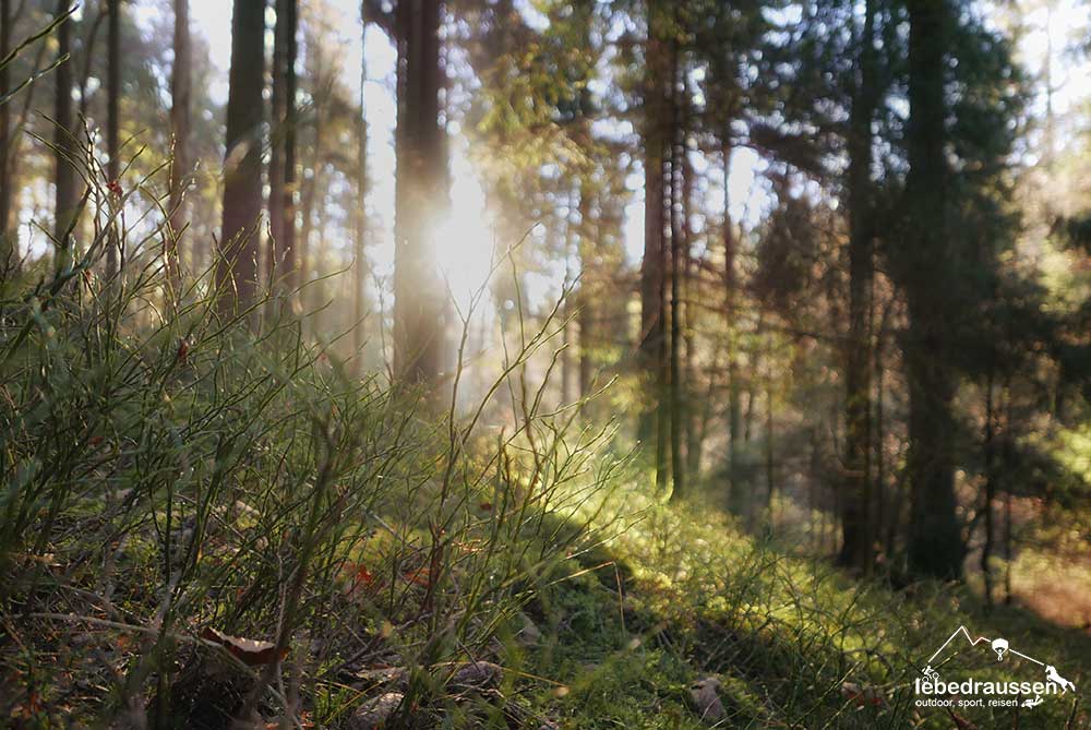 Waldabschnitt Wildnis-Trail