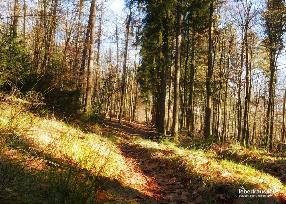 Waldabschnitt Wildnis-Trail