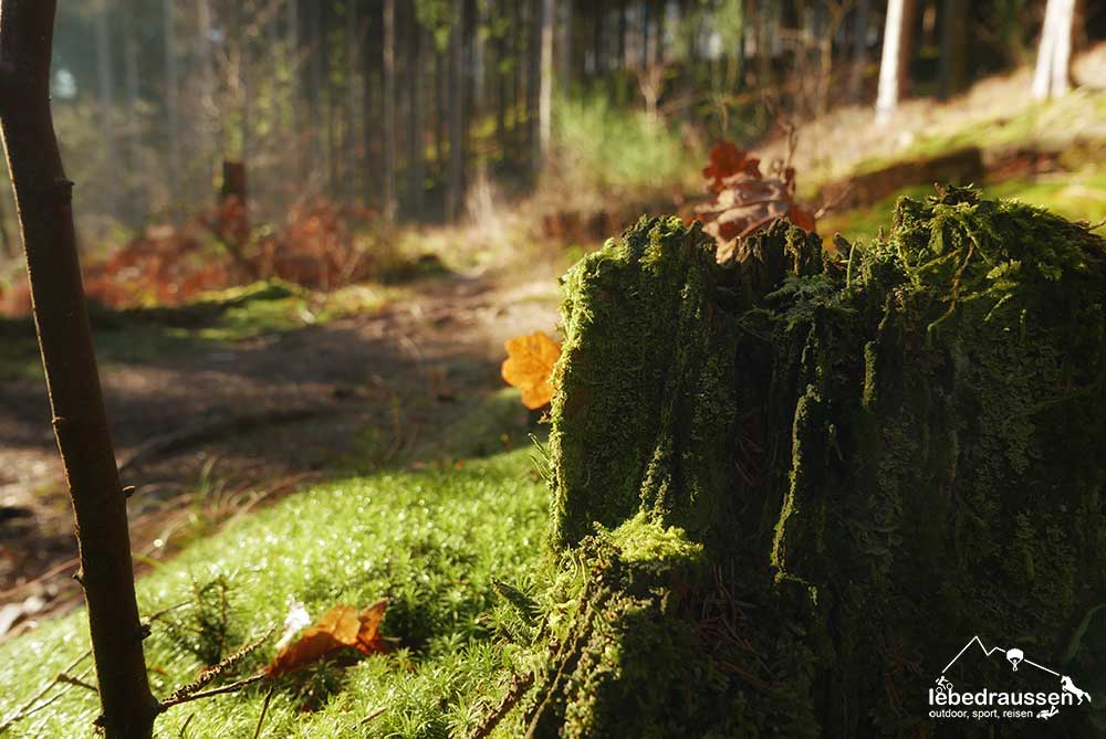 Leutender Wald in Weiskirchen am Wildnis-Trail