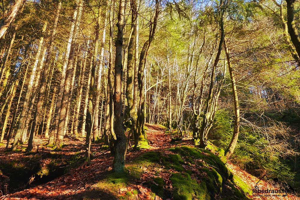 Wandern im Wald bei Weiskirchen