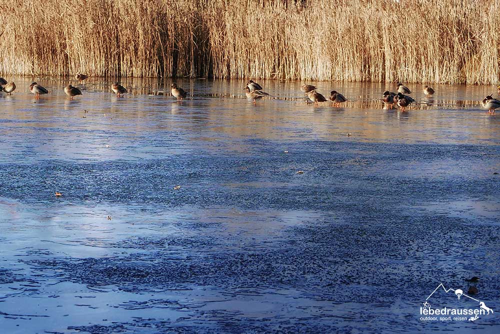 Traumschleife Georgi Panoramaweg Enten auf Eis
