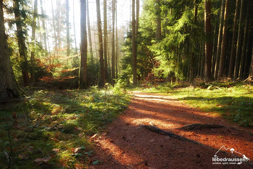 Leutender Wald in Weiskirchen am Wildnis-Trail