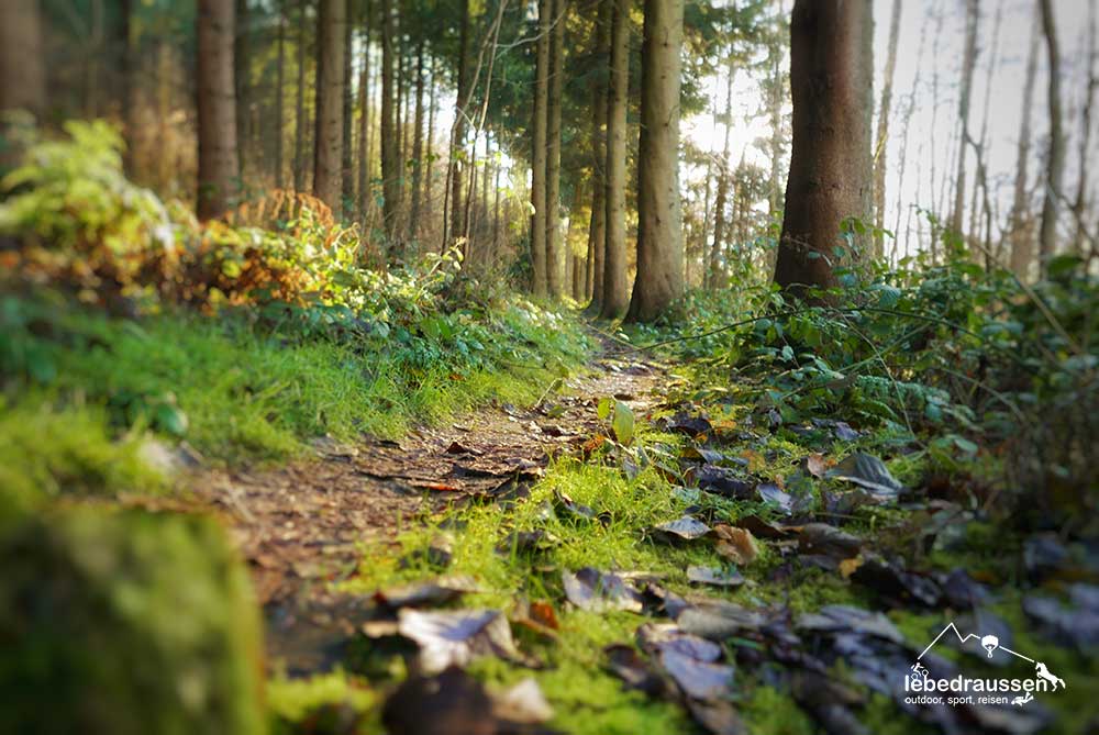 Traumschleife Georgi Panoramaweg Zauberwald