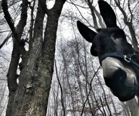 Eselwanderung in Saarland bei Blieskastel
