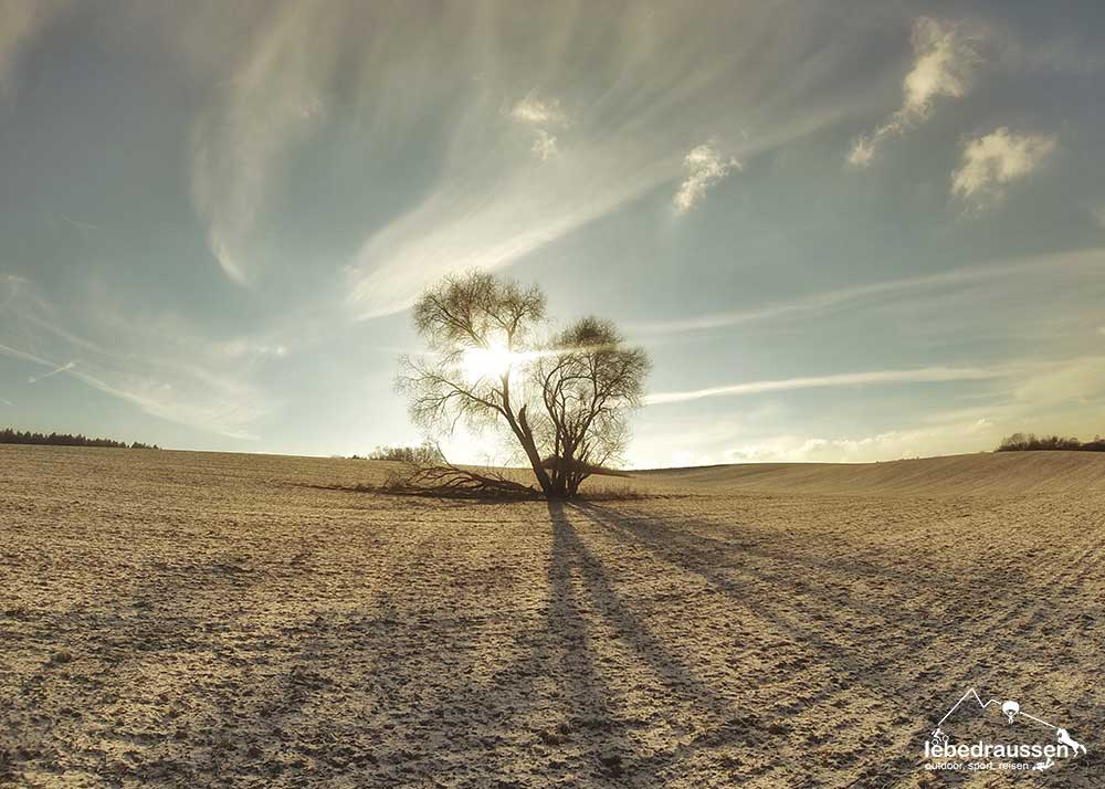 Einsamer Baum auf dem Litermont-Sagenweg