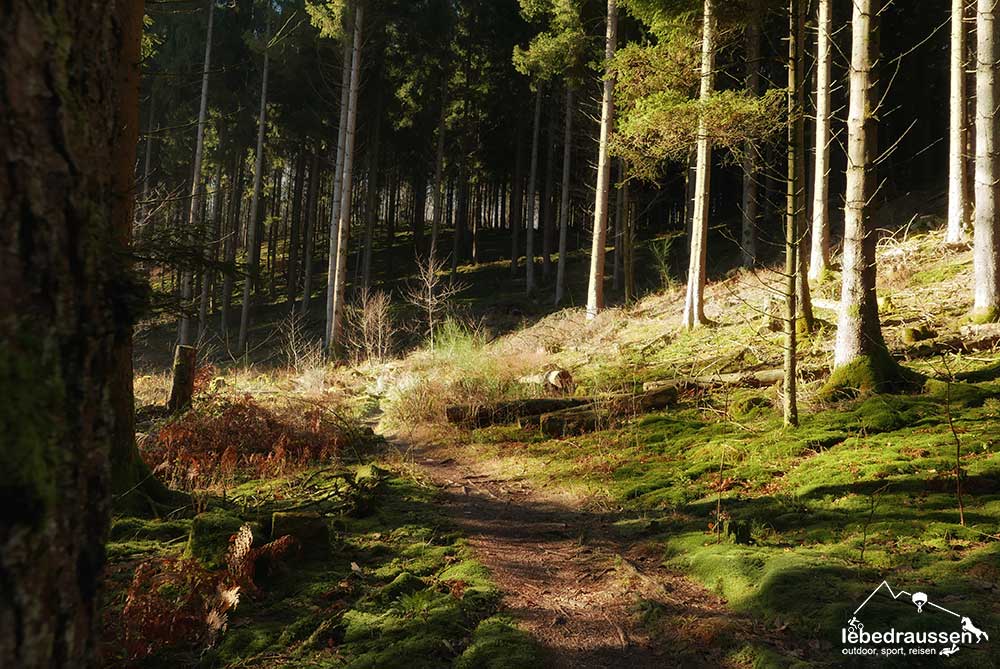 Lichtspiel im Wald auf dem Wildnis-Trail