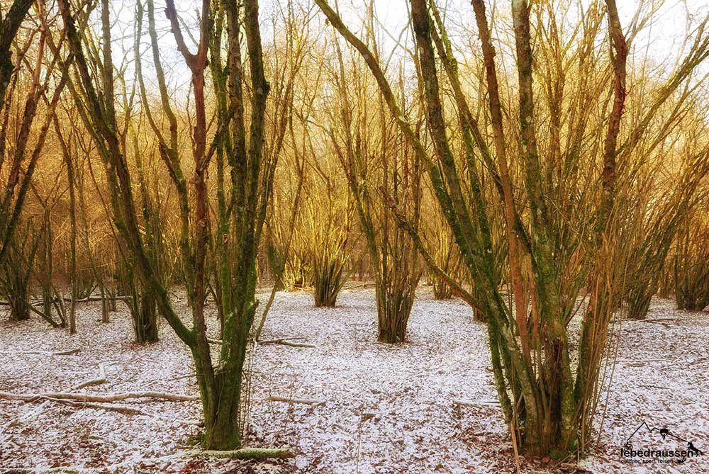 Farnwälder entlang der Wanderung