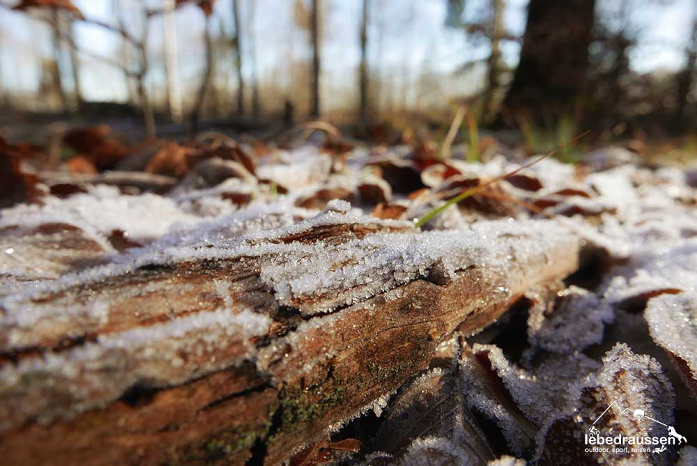 Frost auf Ästen am Wildnis-Trail
