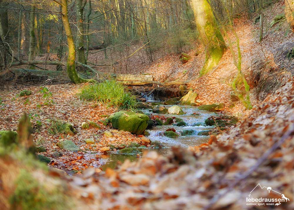 Bach am Wildnis-Trail im Wald