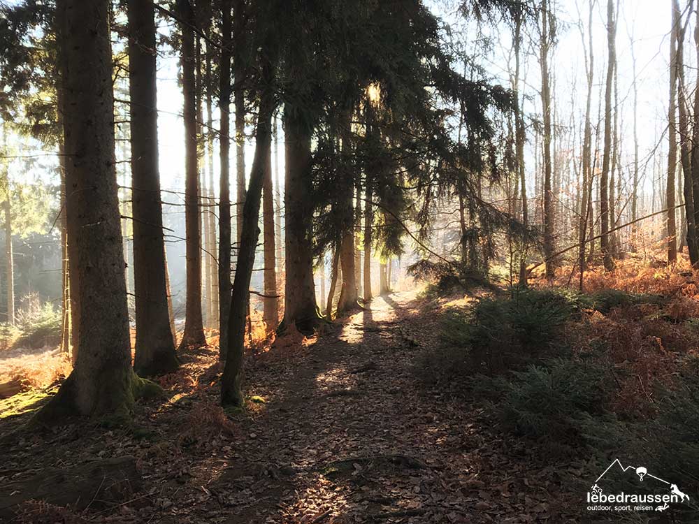 Lichtspiel im Wald auf dem Wildnis-Trail
