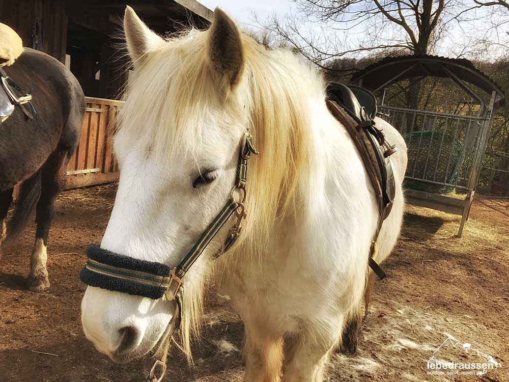 Bobby vor dem Wanderritt