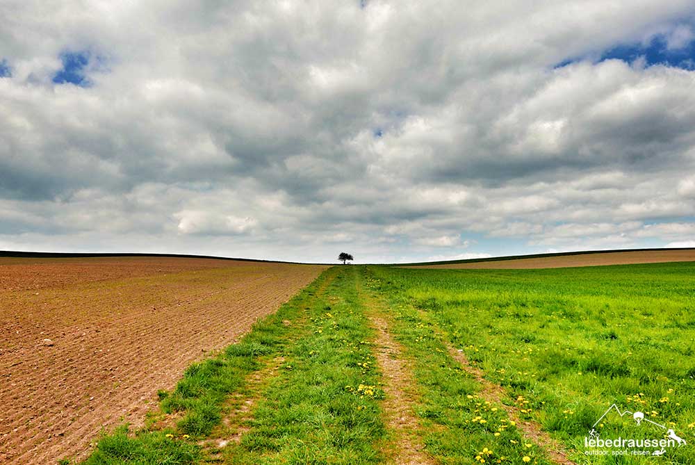 Einsamer Baum auf dem Georgi-Panoramaweg