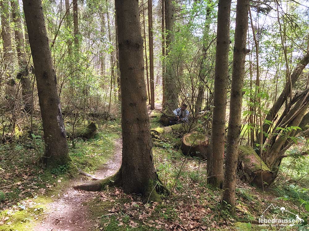 Herrlicher Waldabschnitt