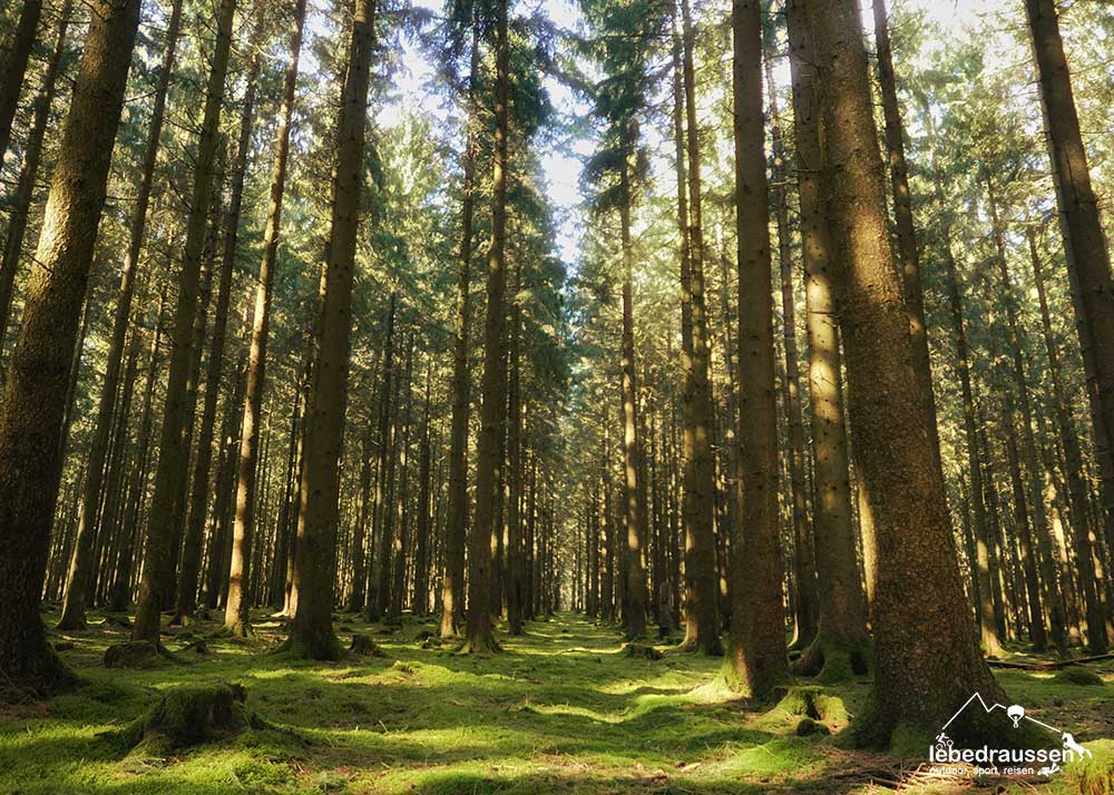 Immergrünen Tannen auf dem Felsenweg