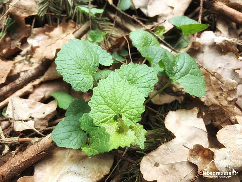 Heimische Kräuter: die Knoblauchsrauke