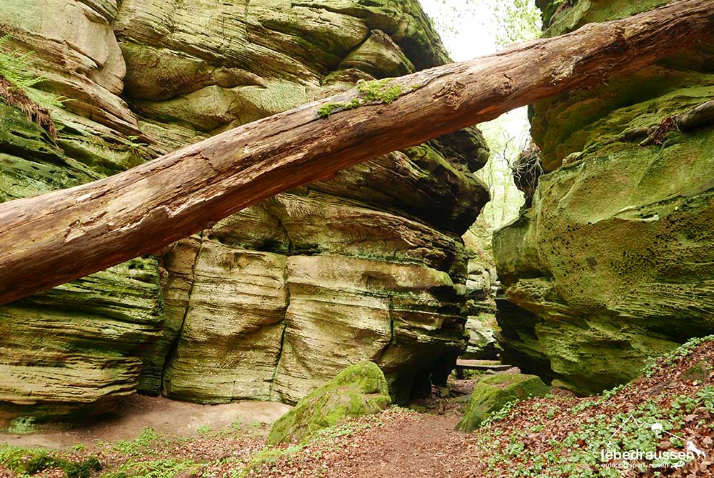 Baum an Felsformation in Luxemburg
