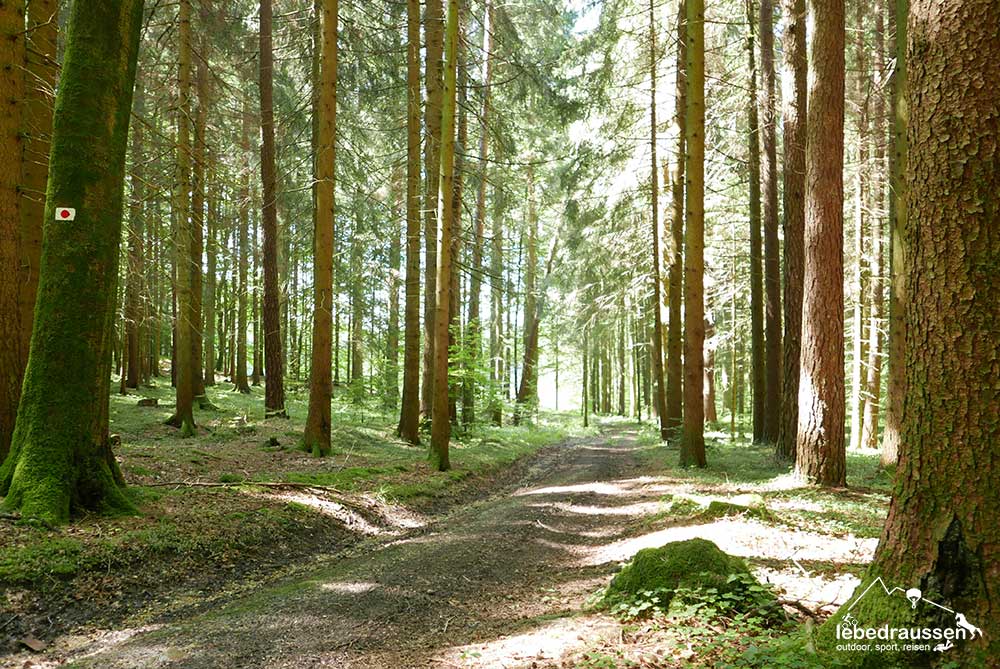 Waldstück Heiner-Treuheit-Weg