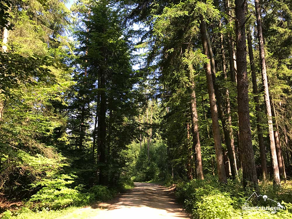 Waldweg auf dem Heiner-Treuheit-Weg