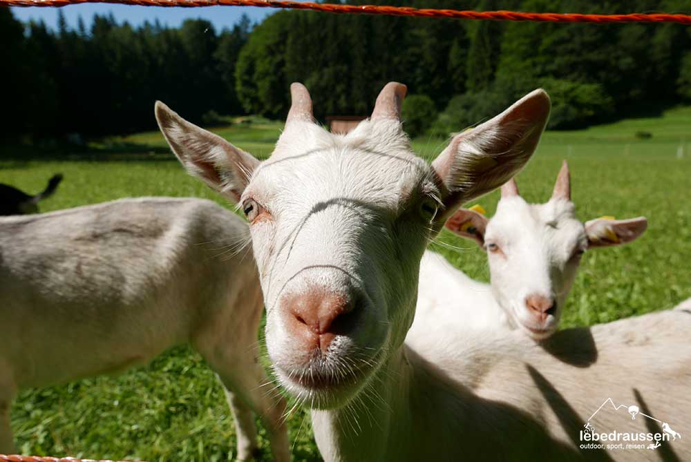 Ziegen auf der Wanderung