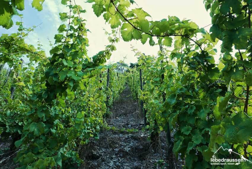Alter Weinberg auf dem Wanderweg