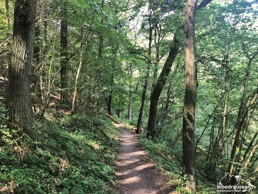 Schattenspiel im Wald