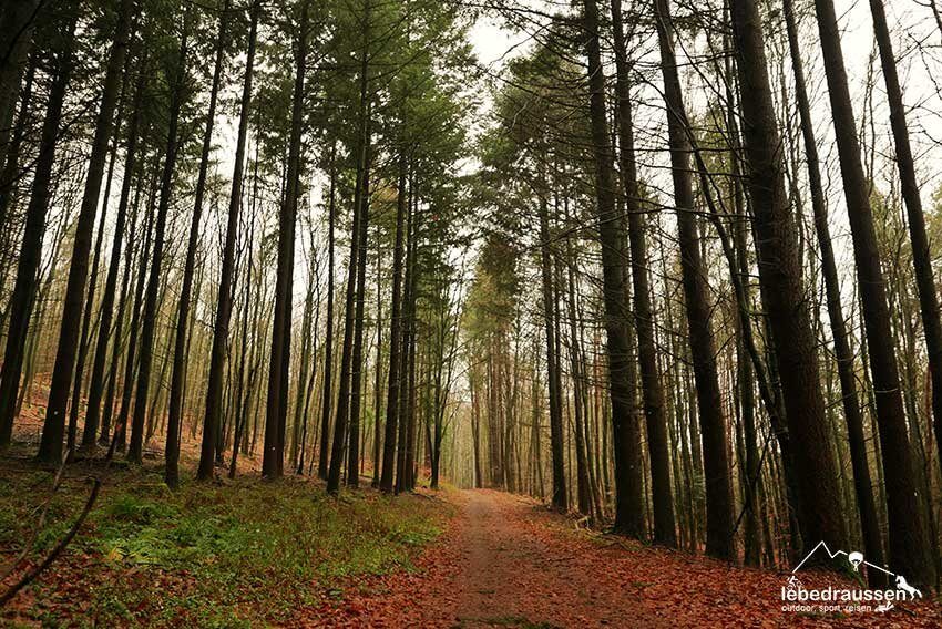 Traumhafter Waldweg
