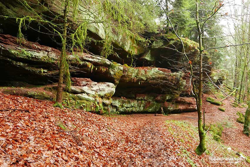 Bundsandsteinfels Felsenwaldtour
