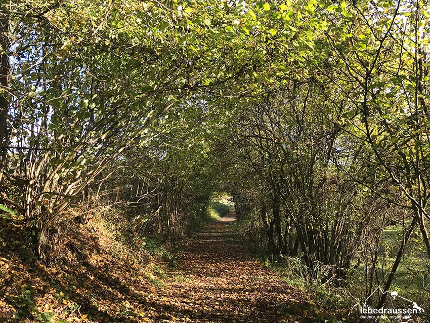 Heckentunnel auf dem Grenzblickweg