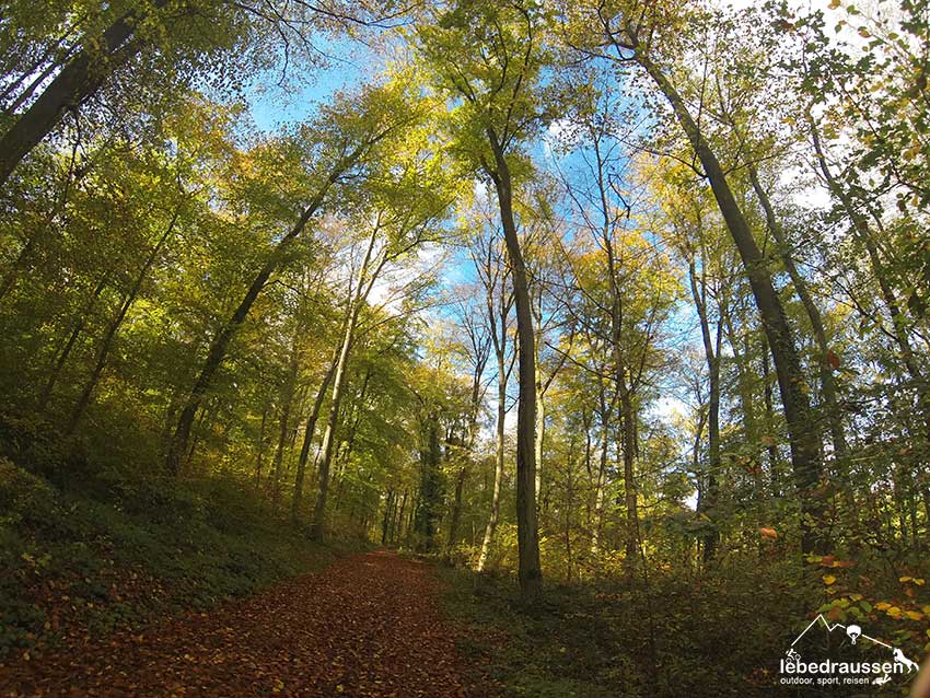 Herbstwald auf dem Grenzblickweg