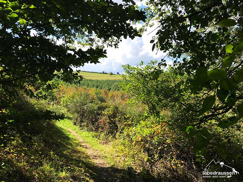 Wanderweg im Pfälzer Wald