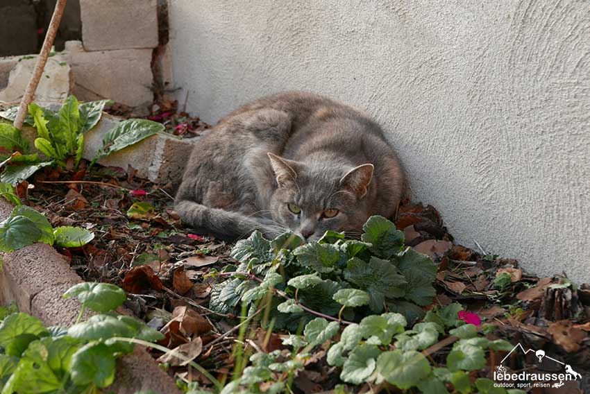 Hübsche Katze