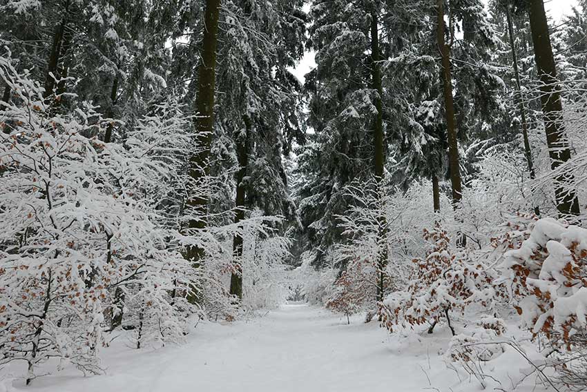 Wanderweg im Schnee in der Pfalz