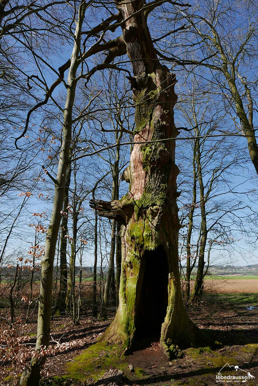 Alte Eiche - ein Naturschutzdenkmal im Bliesgau