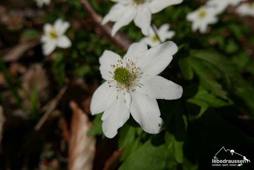 Blumen im Biosphaerenreservat Bliesgau